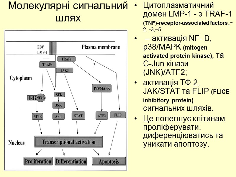 Молекулярні сигнальний шлях  Цитоплазматичний домен LMP-1 - з TRAF-1 (TNF)-receptor-associated factors,-2, -3,–5, 